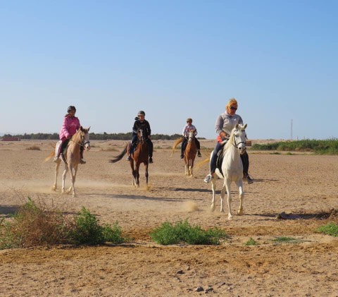 Конные прогулки из Хургады