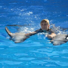 Плавание с дельфинами в Хургаде